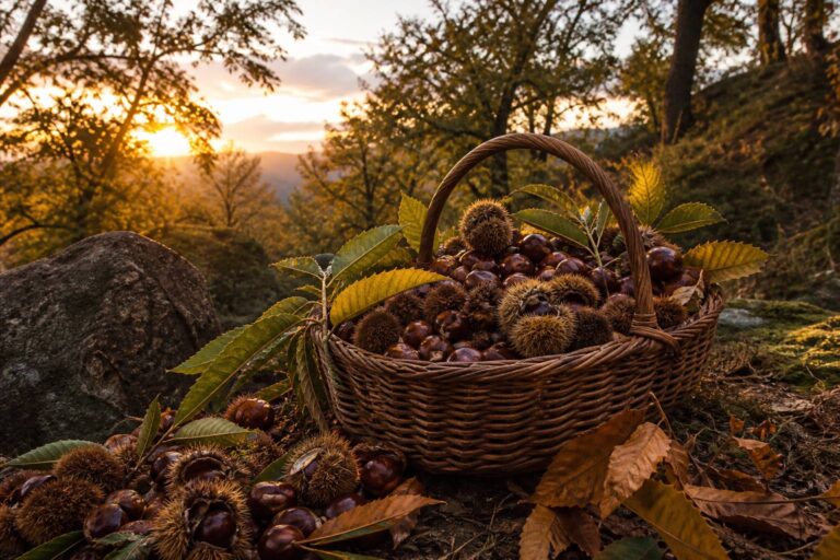 Châtaigne de Corse AOP : variétés, récolte et terroir