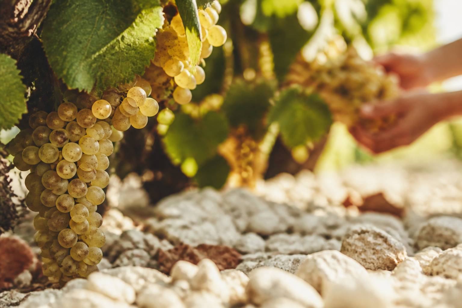 Grappes de chardonnay dorées dans un vignoble crayeux ensoleillé