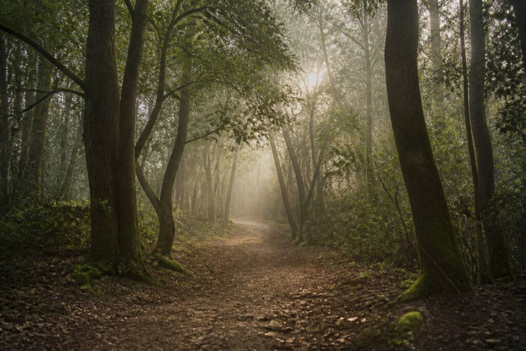 Sentier forestier au petit matin baigné de brume légère