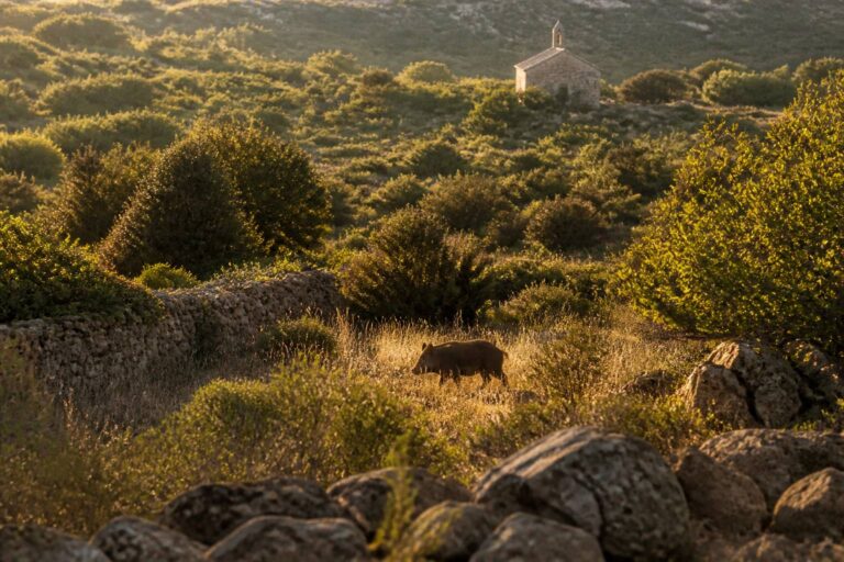 Maladie d&rsquo;Aujeszky : le virus mortel pour les chiens s&rsquo;étend désormais en Corse