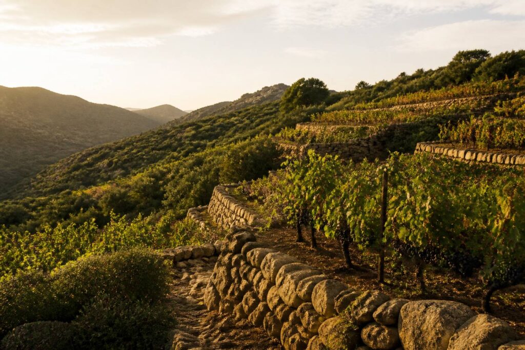 Vignoble en terrasses avec rangs de syrah mûre