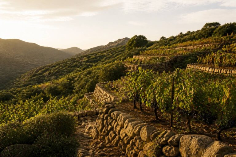 Explorer la Syrah : Tout savoir sur ce cépage d&rsquo;exception